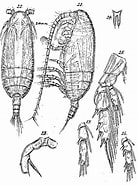 Afbeeldingsresultaten voor "amallothrix Valida". Grootte: 138 x 185. Bron: copepodes.obs-banyuls.fr