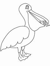 Pelican Coloring Pages Pelicans Animals Birds Printable Template Color Clipart Boyama Colouring Bird Pdf Orleans Coloriage Kuş Kids Library Pano sketch template