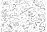 Microbe Bacteria Designlooter Protists Viruses Amnh sketch template