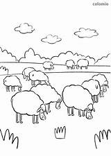 Schaf Schafherde Flock Schafe Ausmalbild Lamm Ausmalbilder Frühstück Sheeps Wiese sketch template
