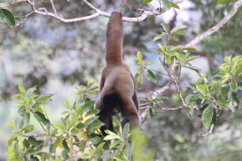 significant range expansion  silvery woolly monkey mammal watching