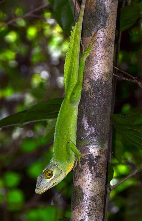 Sex And Battle In Puerto Rican Green Giants Anole Annals