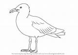 Gull Herring Drawingtutorials101 Seabirds Outline Tutorials sketch template