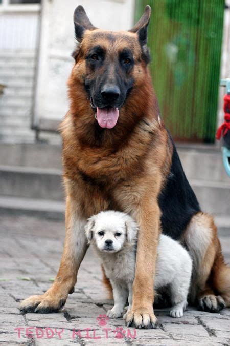 large breed dogs images  pinterest