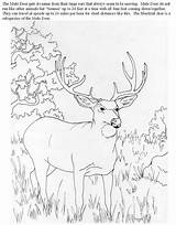 Antelope Antilope Chevreuil 2630 Coloriage Browning Dessin Whitetail Turkeys Coloriages Coloringhome sketch template