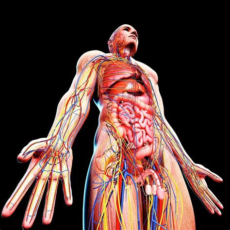 male anatomy photograph  pixologicstudioscience photo library pixels