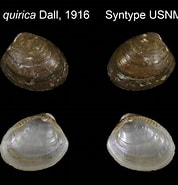Afbeeldingsresultaten voor "nuculoma Tenuis". Grootte: 178 x 185. Bron: eol.org