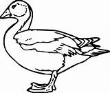 Coloring Duck Wecoloringpage Pages sketch template