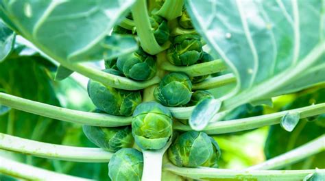 grow brussels sprouts sweet tasty sprouts homestead acres