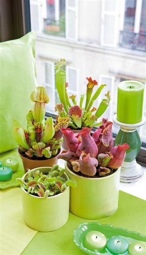 great ideas  display houseplants indoor plants