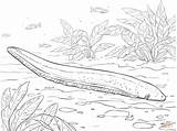 Eel Coloring Electric Pages Printable Drawing Crafts sketch template