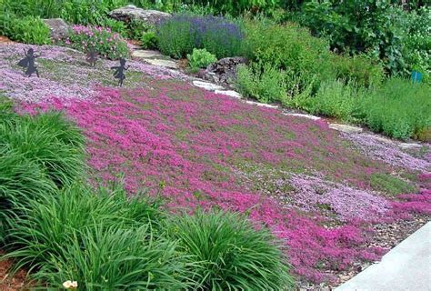 Creeping Thyme Ground Cover 1000 Seeds Fragrant Herb Pink