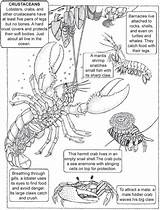 Barnacle Crustacean Dover sketch template
