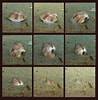 Afbeeldingsresultaten voor Gewone Venusschelp Geslacht. Grootte: 98 x 100. Bron: www.freenatureimages.eu