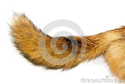 red fox tail stock photography image