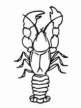 Coloring Crawfish Pages Animals Getcolorings Printable Crawdad Sheet Color Crustacean sketch template