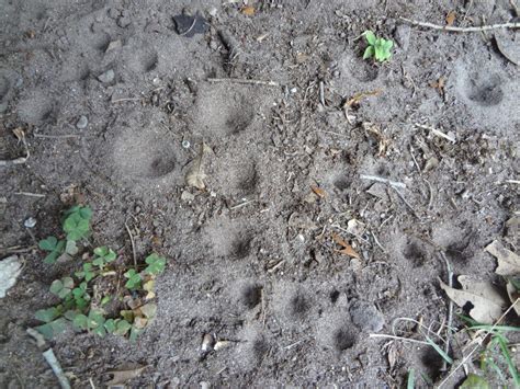 who s digging those holes in my yard clearwater fl patch