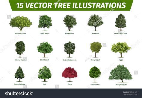 tree sorts names illustrations tree stock vector