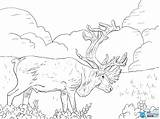 Caribou Coloring Pages Porcupine Grant Moose Choose Board Reindeer Drawing Colorings Adult Animal Skip Main Sheets Categories sketch template
