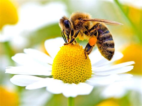 wild bees   important  honeybees  pollinating food crops science news