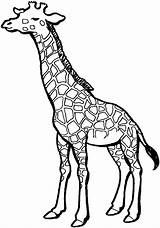 Giraffe Bestcoloringpagesforkids Animal sketch template