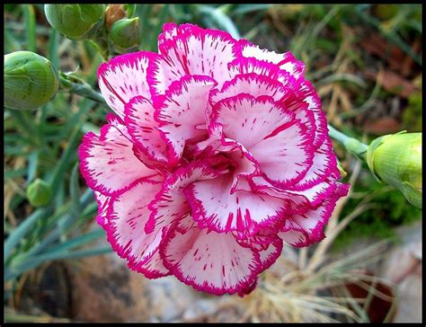 january birth flowerlila carnation  day tattoos pinterest