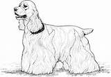 Cocker Spaniel Coloring Pages Tibetan Printable Dogs Choose Board Supercoloring Dog sketch template