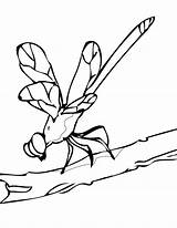 Dragonfly Coloring Pages Kids Animal Print Cute sketch template
