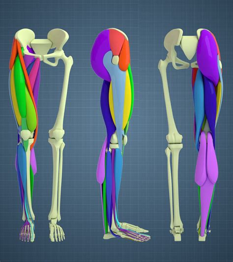 leg anatomy study rev  aleksandrs   artstation  httpswwwartstationcom