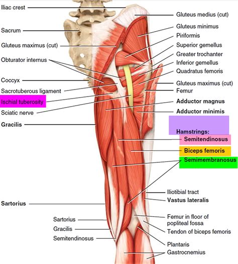 hamstring injury  symptoms recovery time treatment