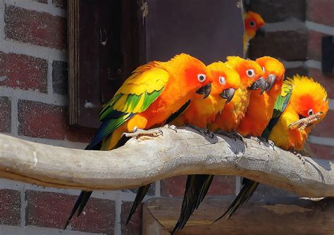 papageien zuechten  gewinnen papagei mensch marktde