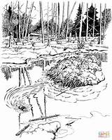 Beaver Coloring Dam Pages Park National Voyageurs Printable Color Water Autumn Public sketch template