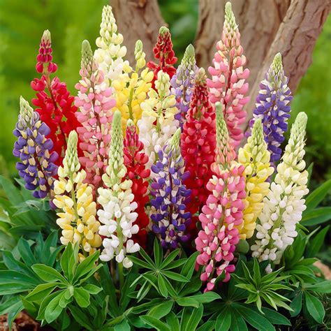 mixed color lupin lupine seeds pcspack greenseedgarden