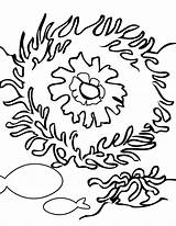 Corail Reef Coloriages Coloriage Dessin Abitanti Colorier sketch template
