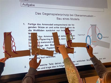 gegenspieler im arm muskeln verstehen