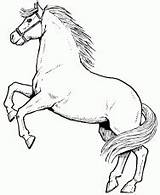 Coloring Pages Horse Ages Saddlebred American Related sketch template