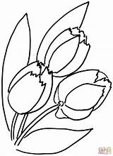 Kwiaty Kolorowanki Tulips Lalele Buchet Tulpen Flor Tulipany Tegninger Bloem Tulipaner Supercoloring Druku Tulipan Sheets Tulp Kolorowania Obrazki Kwiatami Blomst sketch template