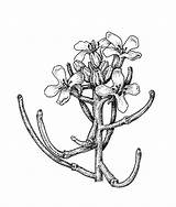 Mustard Garlic Petiolata Alliaria Sketch Flowers Facts Flower Group Wild Petals Copyright sketch template