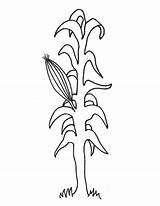 Corn Stalk Coloring Drawing Vector Getdrawings Popular sketch template