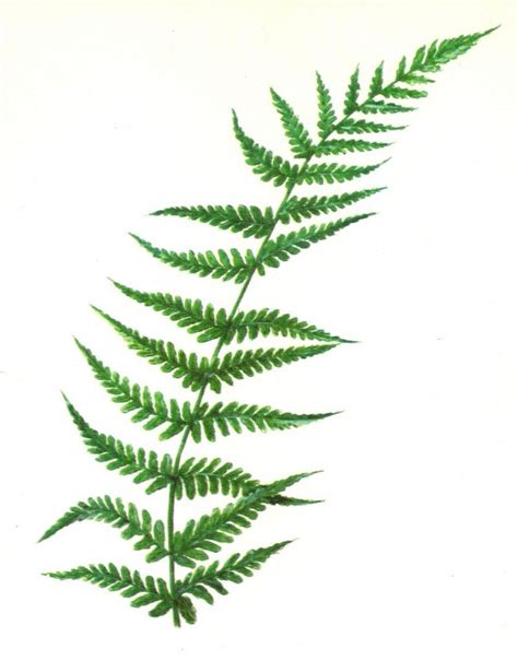 fern plant clipart   cliparts  images  clipground