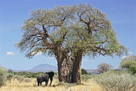 baobab kremetart tree factor