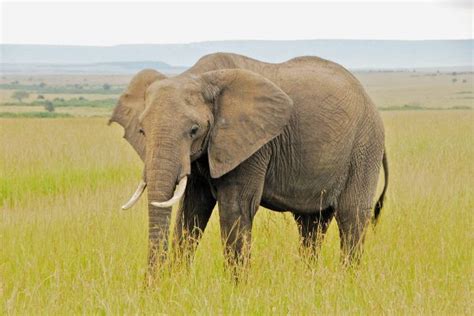 elefante caracteristicas alimentacion habitat reproduccion
