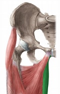 Afbeeldingsresultaten voor Musculus Gracilis Origo. Grootte: 104 x 185. Bron: www.kenhub.com