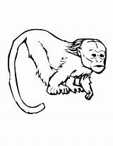 Coloring Pages Tamarin Colouring Monkey Tamarind Primate Printable Primates Emperor Papan Pilih sketch template