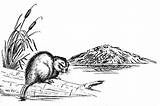 Beaver Dam Clipart Coloring Pages Sketch Clip Cliparts Colouring Library Clipground sketch template