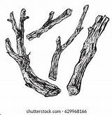 Driftwood Precise Driftwoods Pickups Twigs Elements sketch template