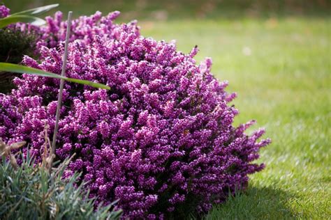 purple heather flowers  stock photo public domain pictures