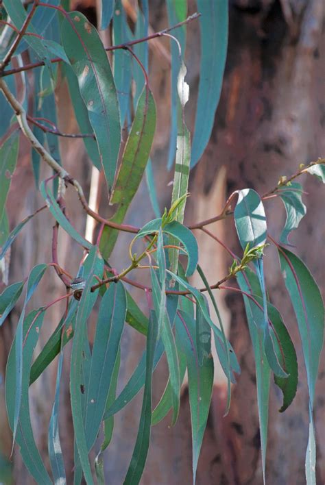 photo  day eucalyptus leaves australia