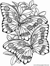 Coloring Pages Adult Printable Butterfly Animal Adults Color Books Book Sheet Colouring sketch template