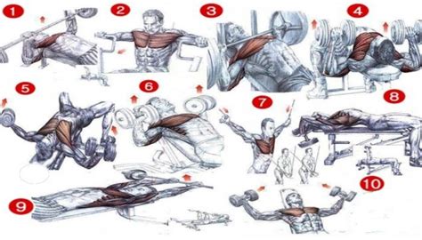 top   chest exercises bodydulding